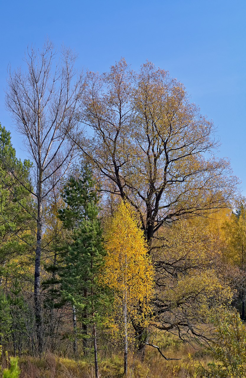 autumn forest nature free photo