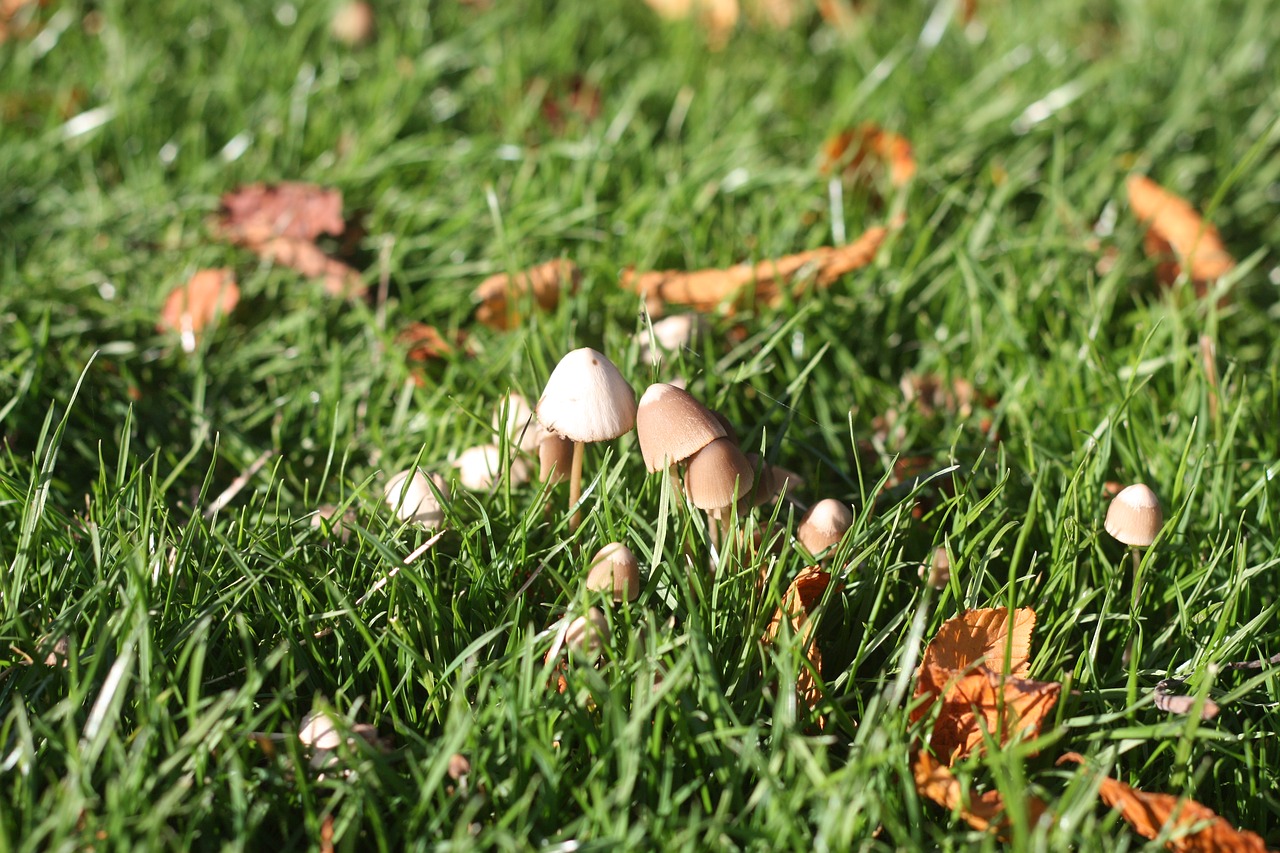 autumn mushroom mushrooms free photo