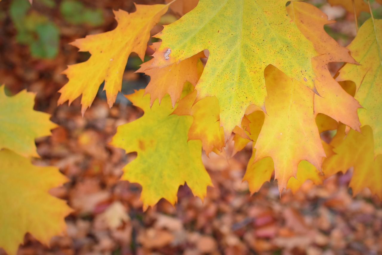 autumn season fall colors free photo