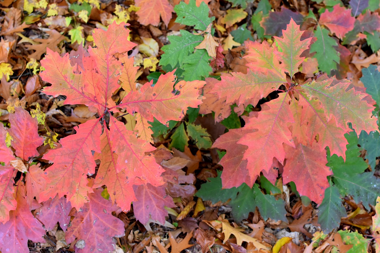 autumn season fall colors free photo