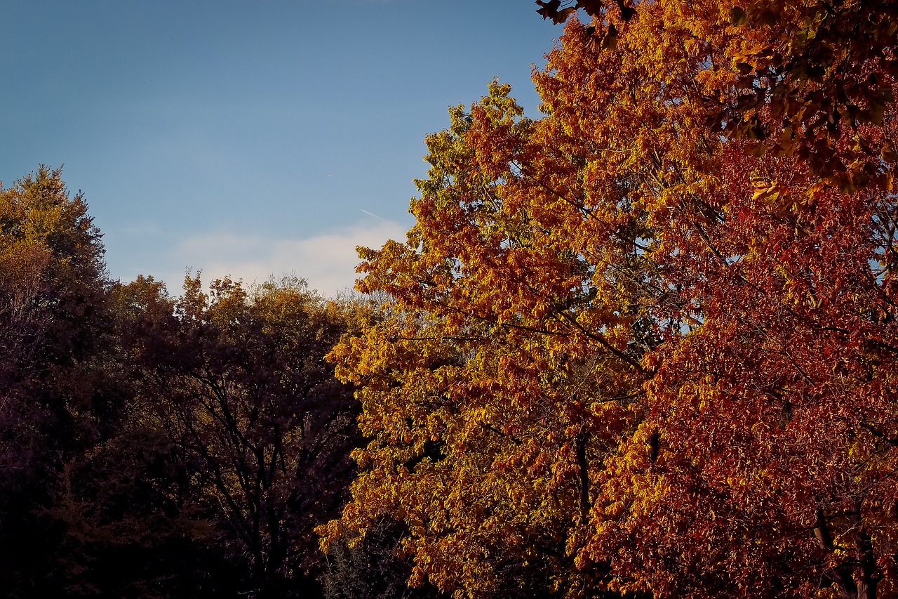 autumn nature trees free photo