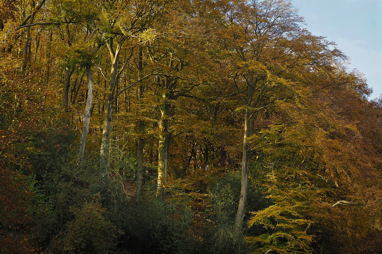 autumn nature trees free photo