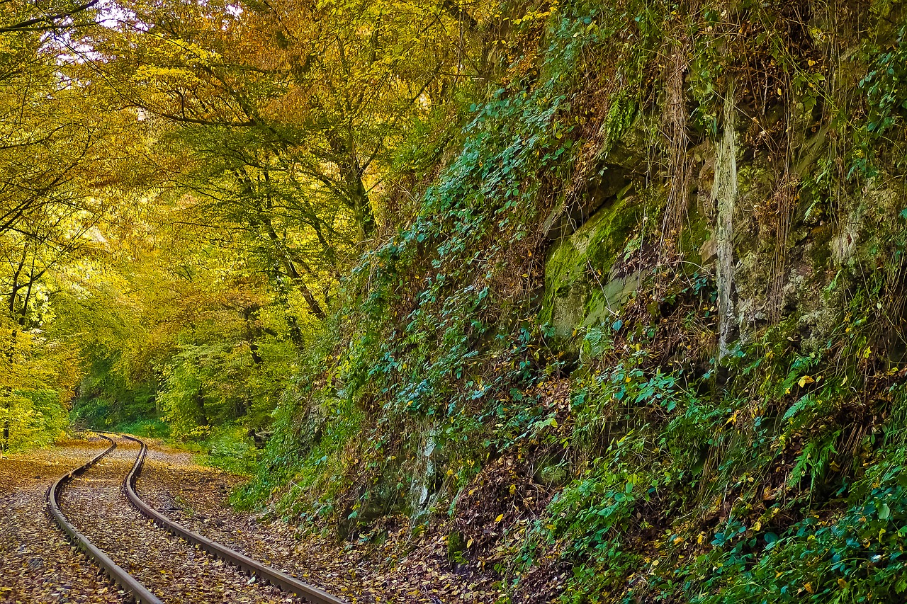 autumn nature trees free photo