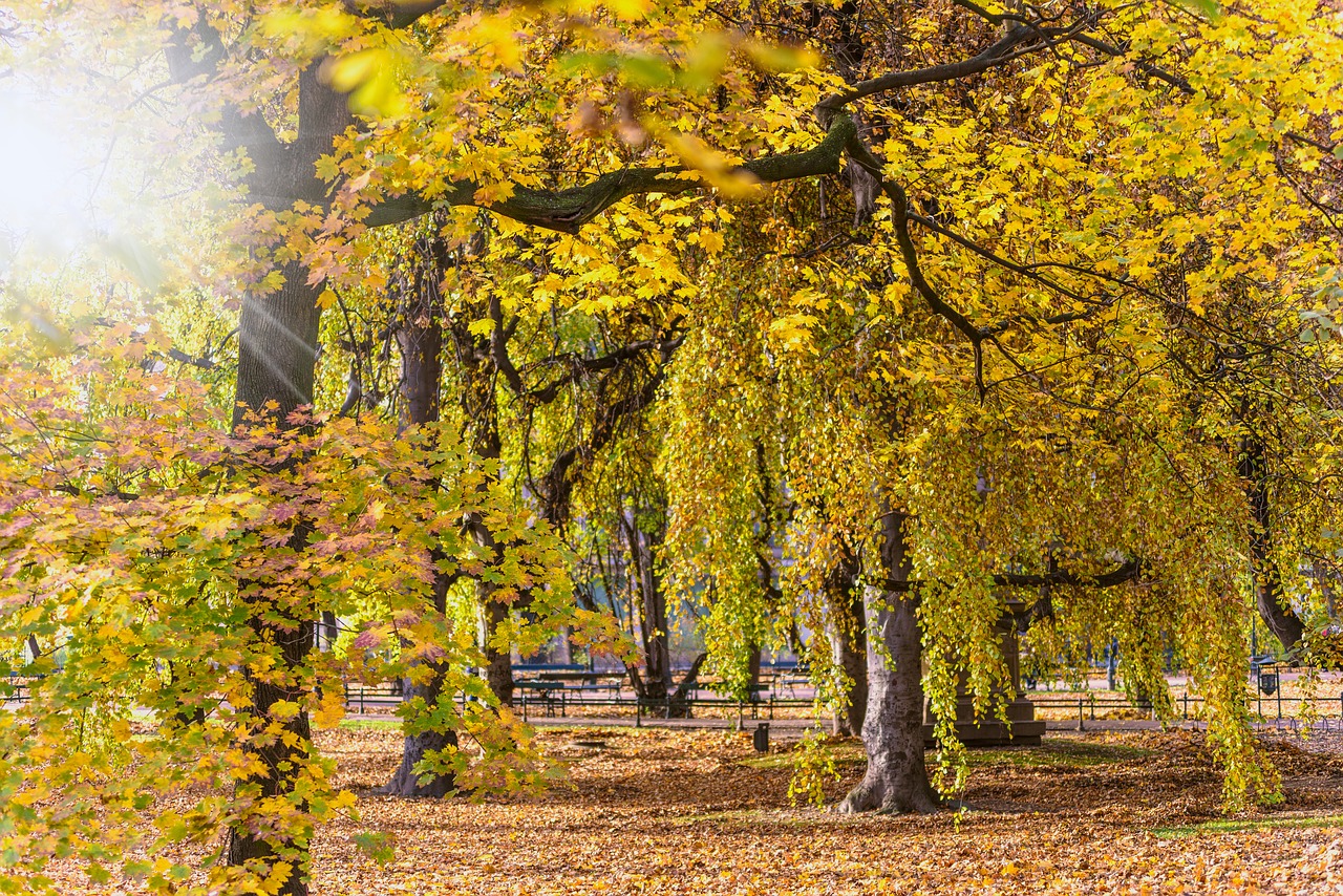 autumn landscape park free photo