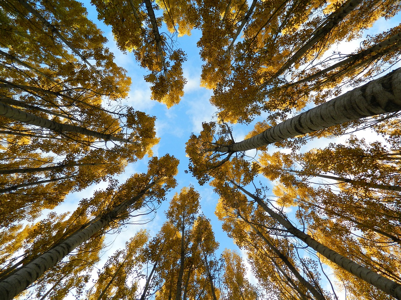 autumn sky trees free photo