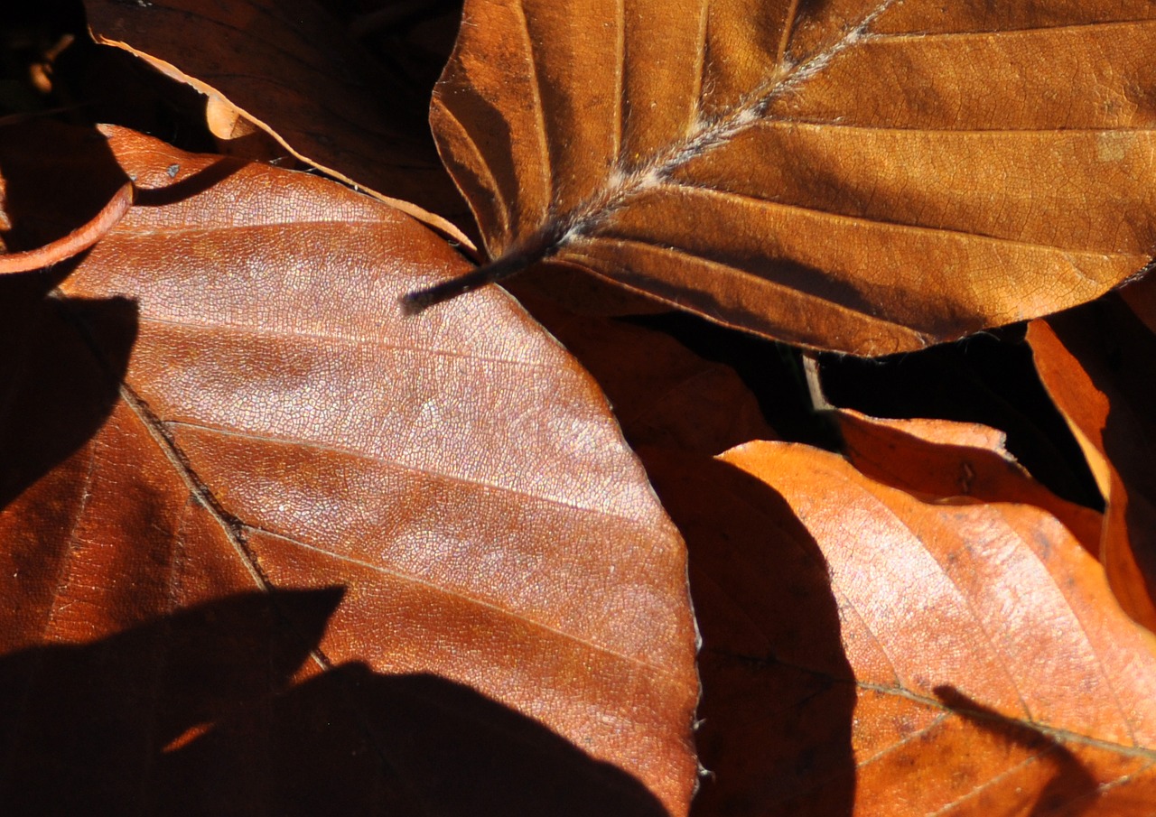 autumn nature leaves free photo