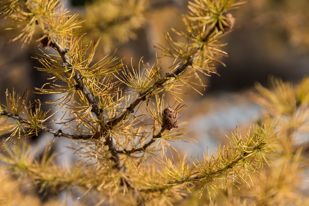 autumn larch larch discoloration free photo