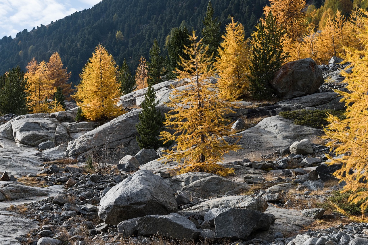 autumn larch larch discoloration free photo