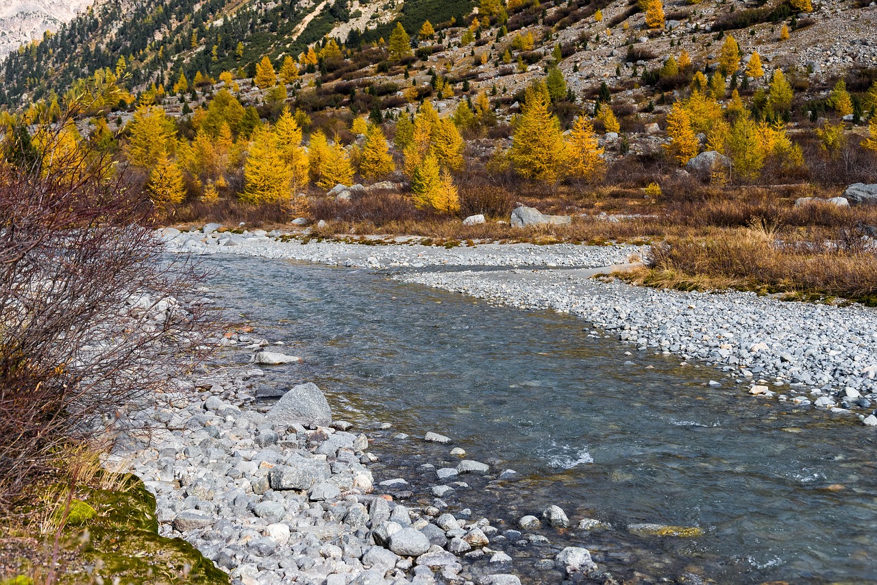 autumn larch larch discoloration free photo