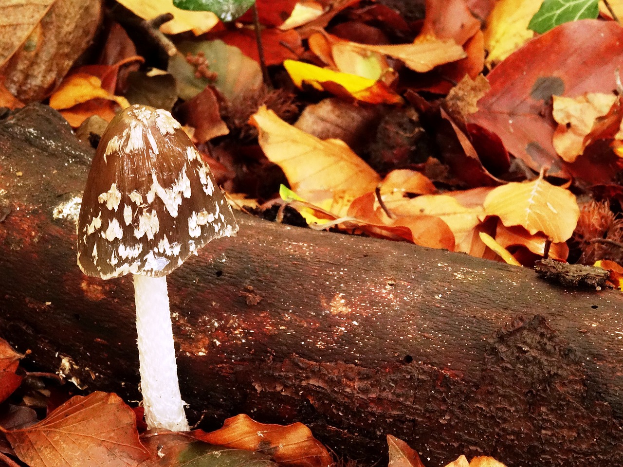 autumn mushroom leaves free photo