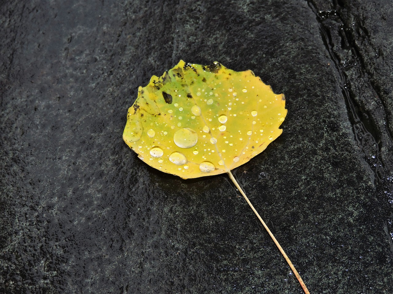 autumn leaf stone free photo