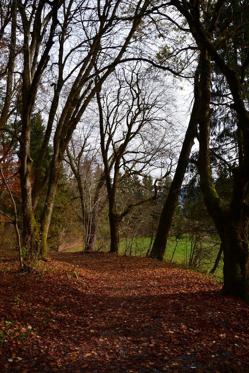 autumn leaves forest free photo