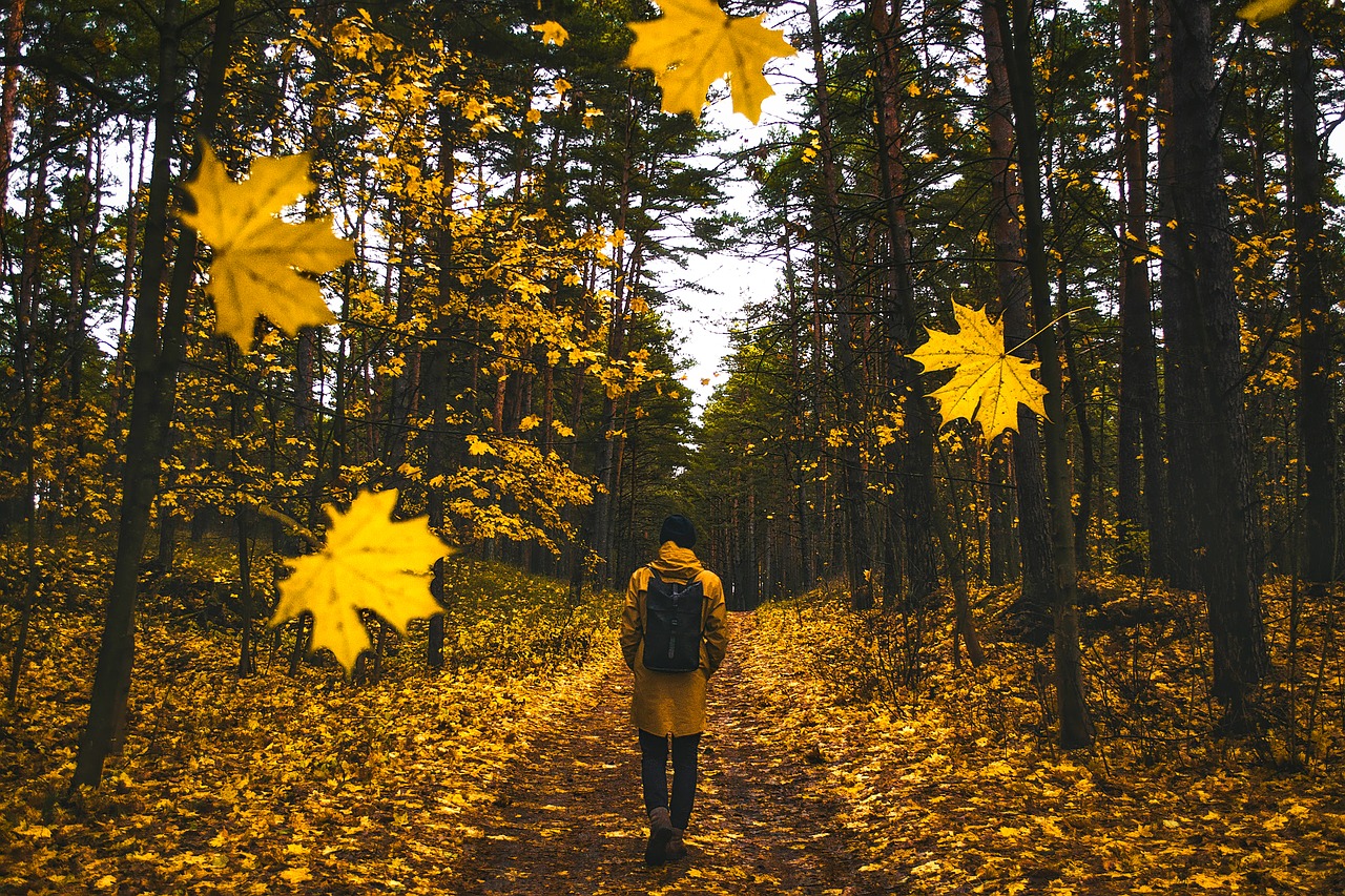 autumn fall man free photo