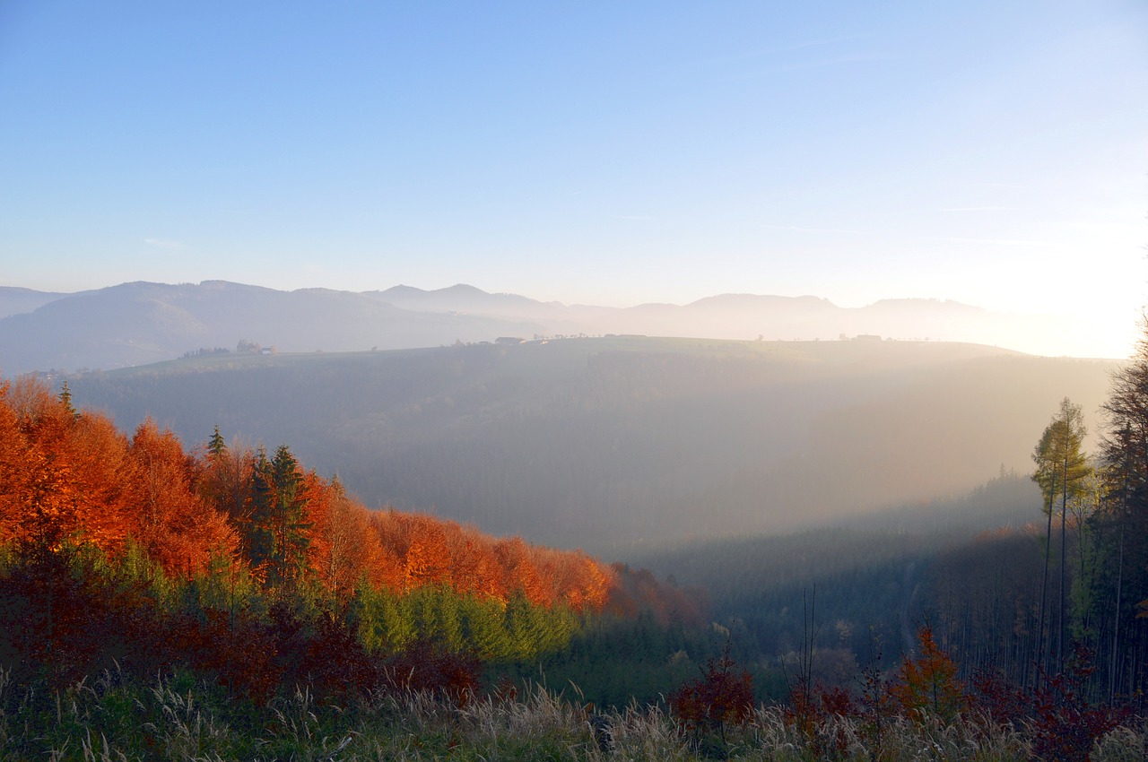 autumn autumn mood autumn forest free photo