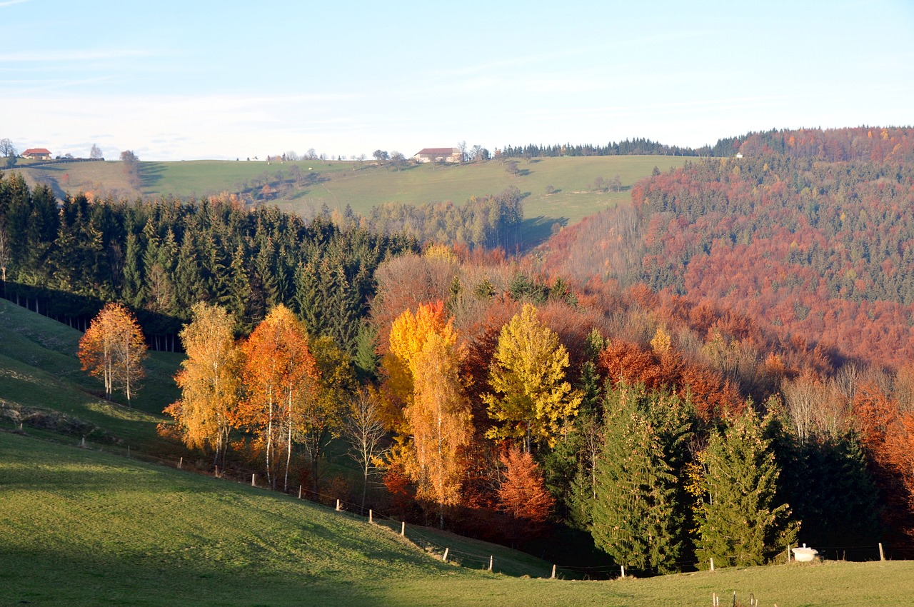 autumn autumn mood autumn forest free photo