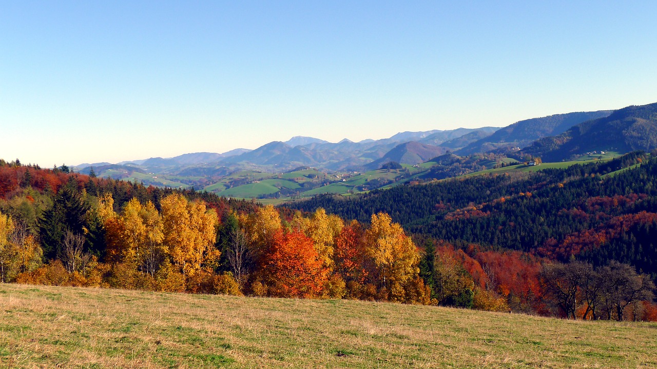 autumn autumn mood autumn forest free photo