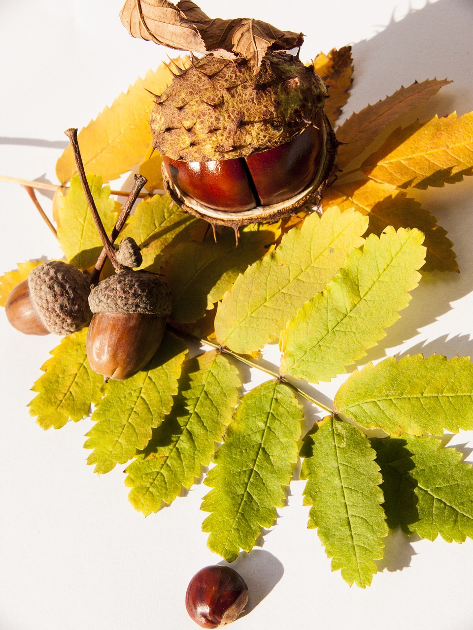 autumn chestnut still life free photo