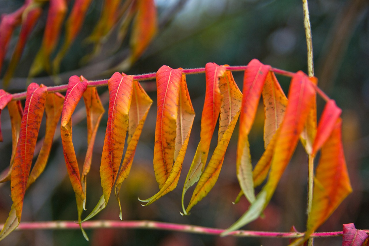 autumn leaves golden autumn free photo