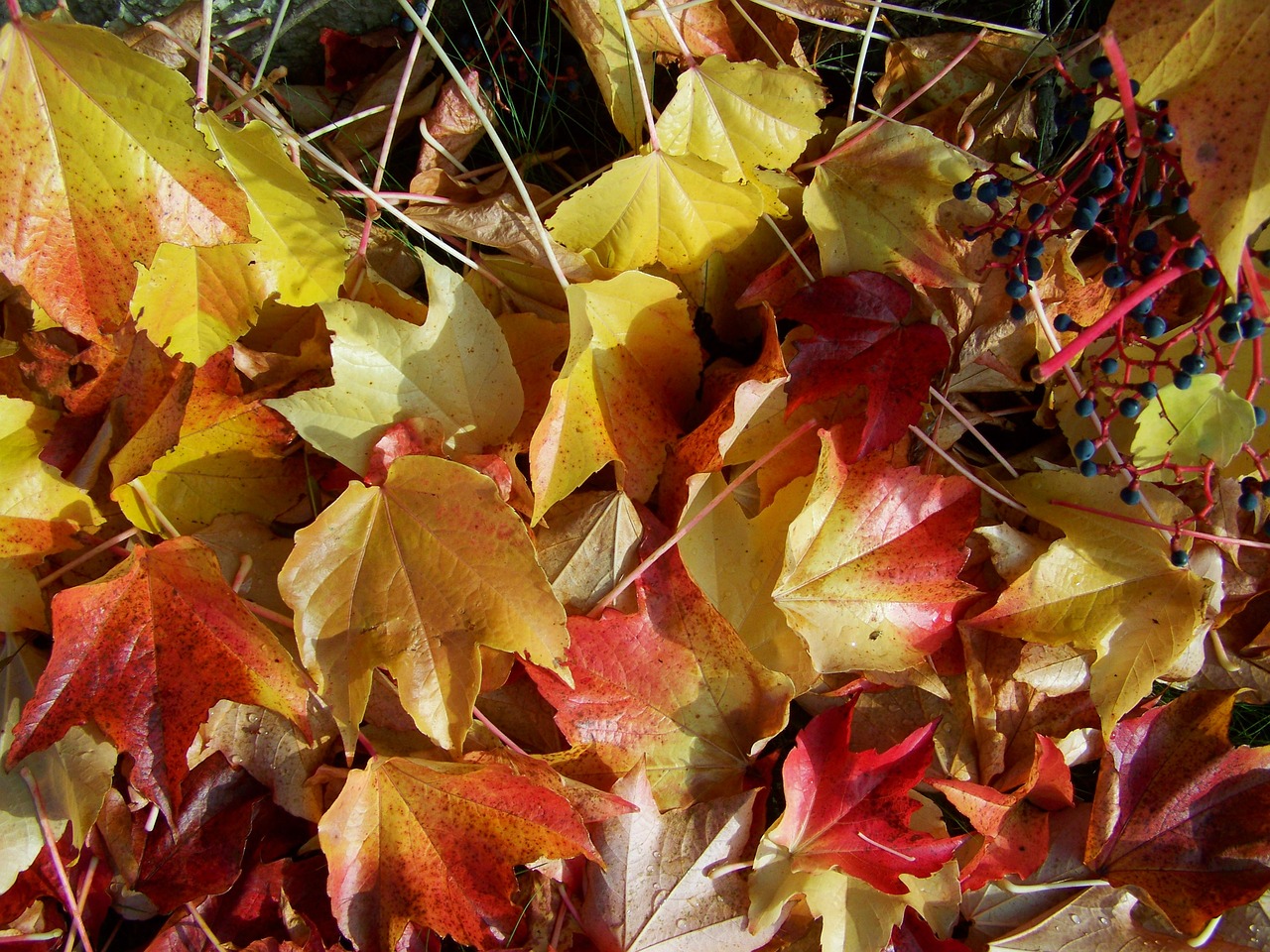 autumn fallen colored leaves virginia creeper leaves free photo