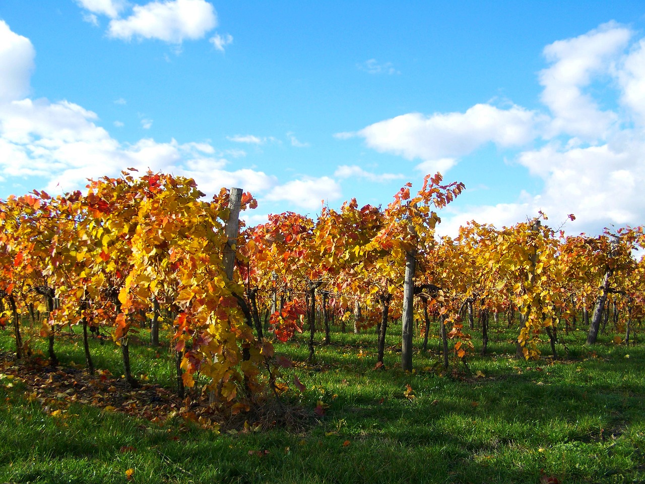 autumn vineyard discolored leaves free photo