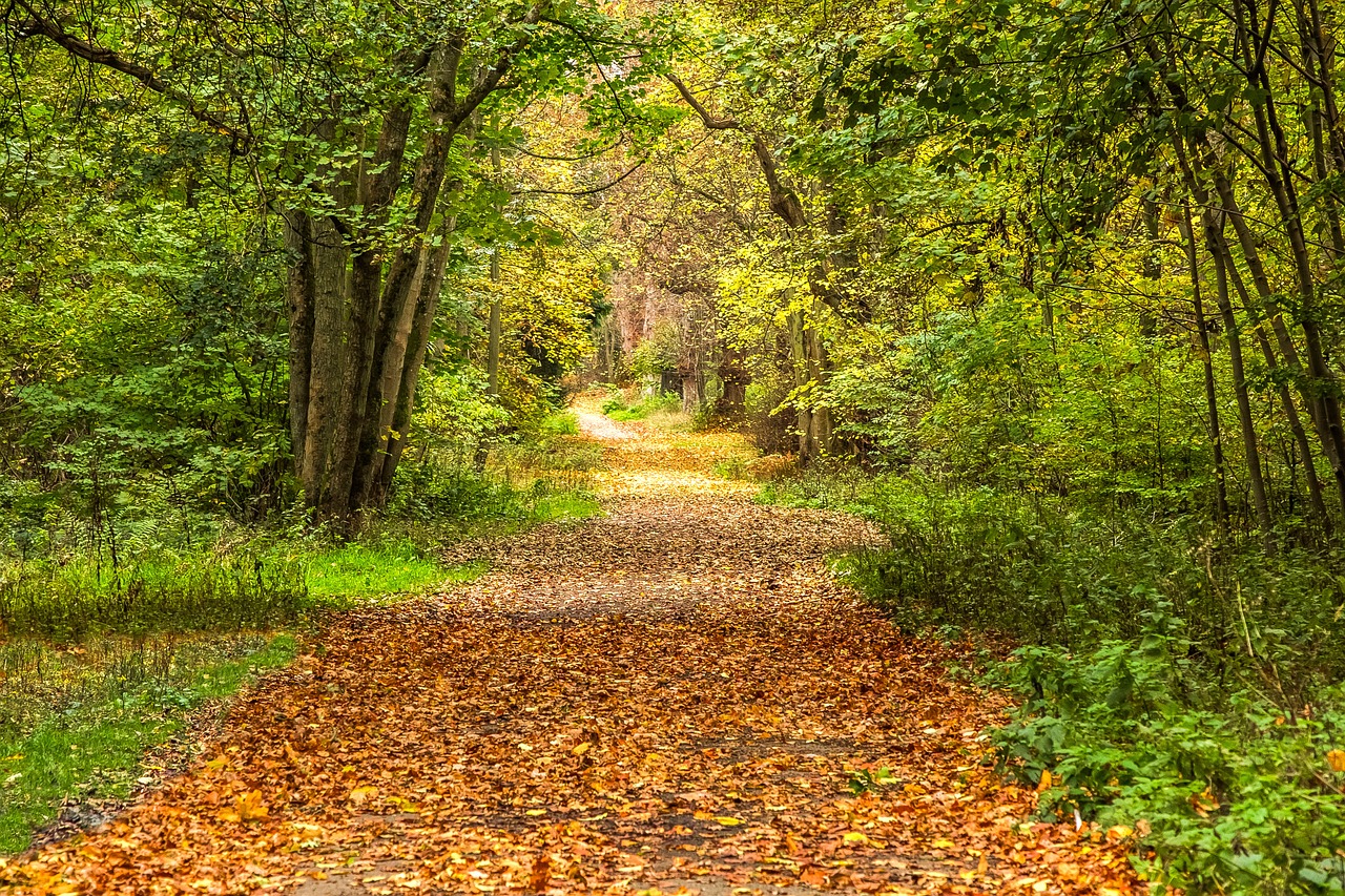 autumn forest path free photo