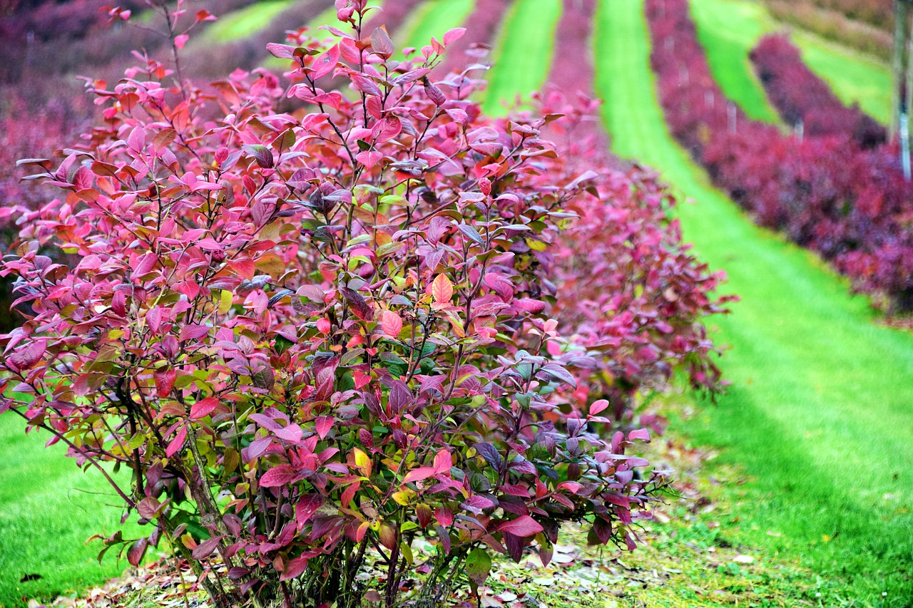 autumn color colors of autumn free photo