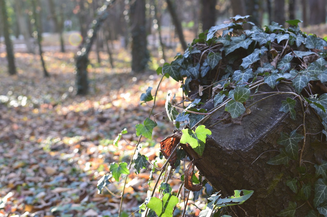 autumn bulgaria mountain free photo