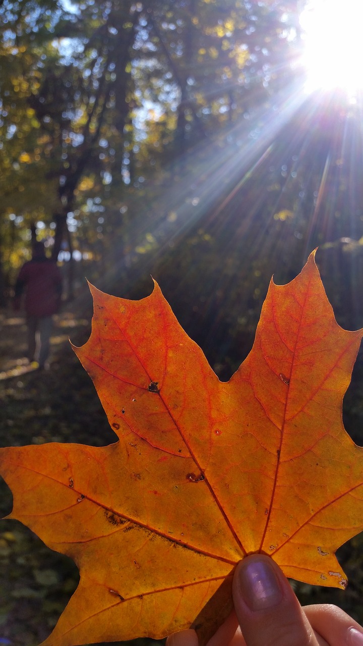 autumn foliage yellow free photo