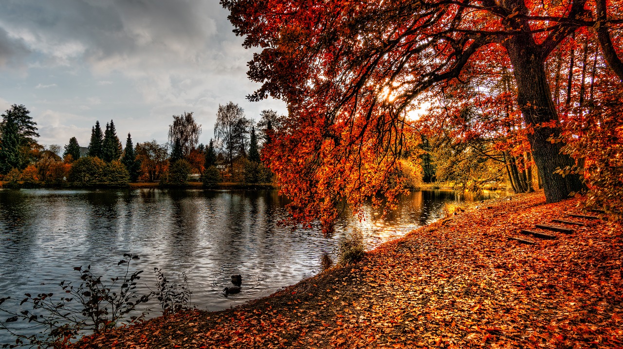 autumn sun pond free photo