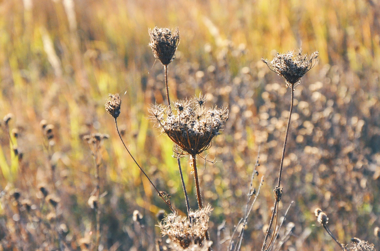 autumn nature plant free photo