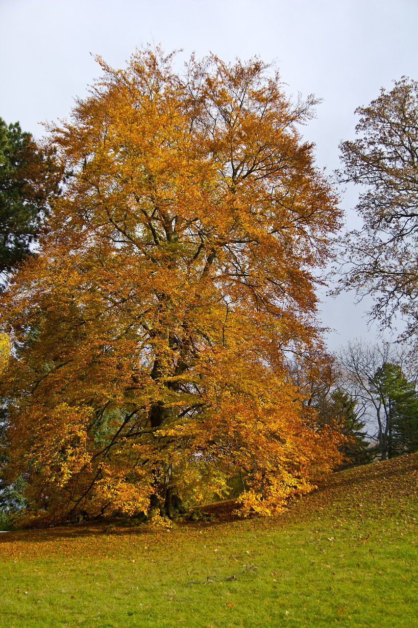 autumn tree leaves free photo