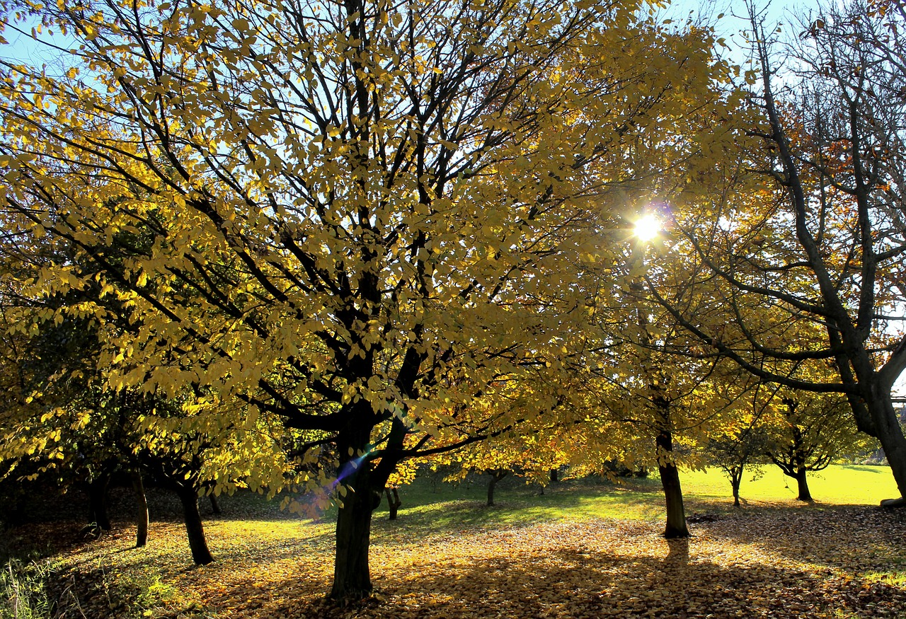 autumn trees sun free photo