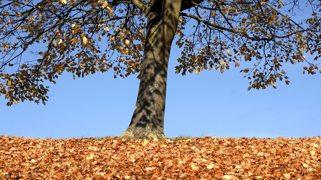 autumn tree fall free photo