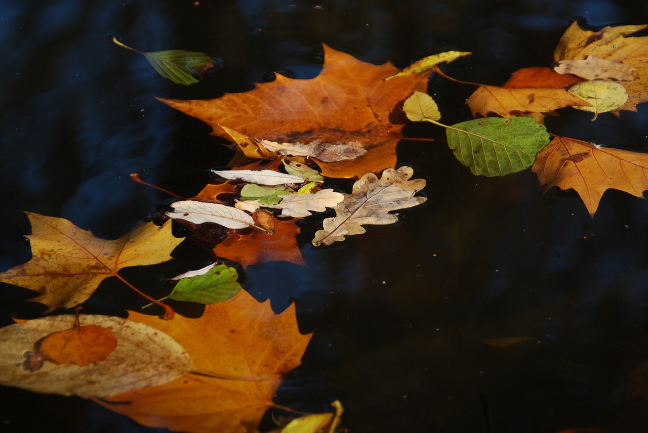 autumn leaves on water fall foliage free photo