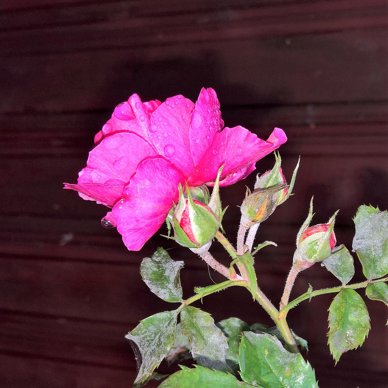 autumn flower rose free photo