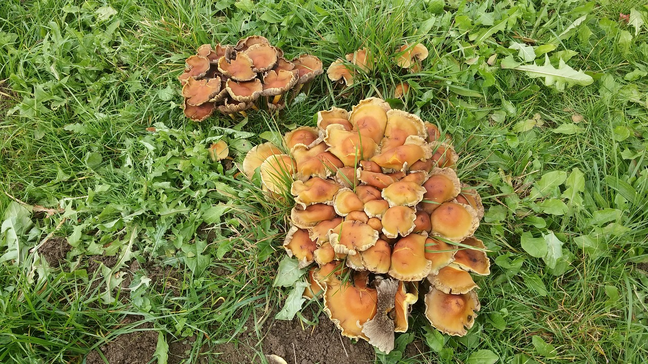 autumn mushrooms nature free photo