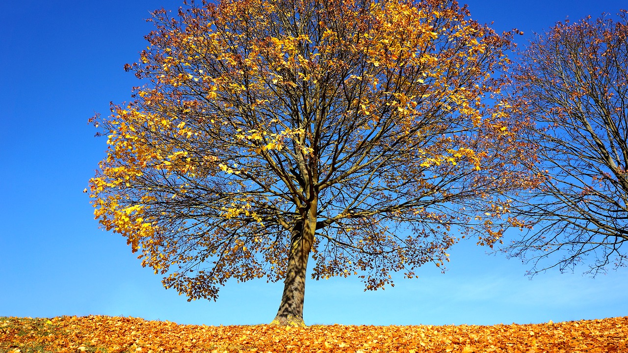 autumn tree fall free photo