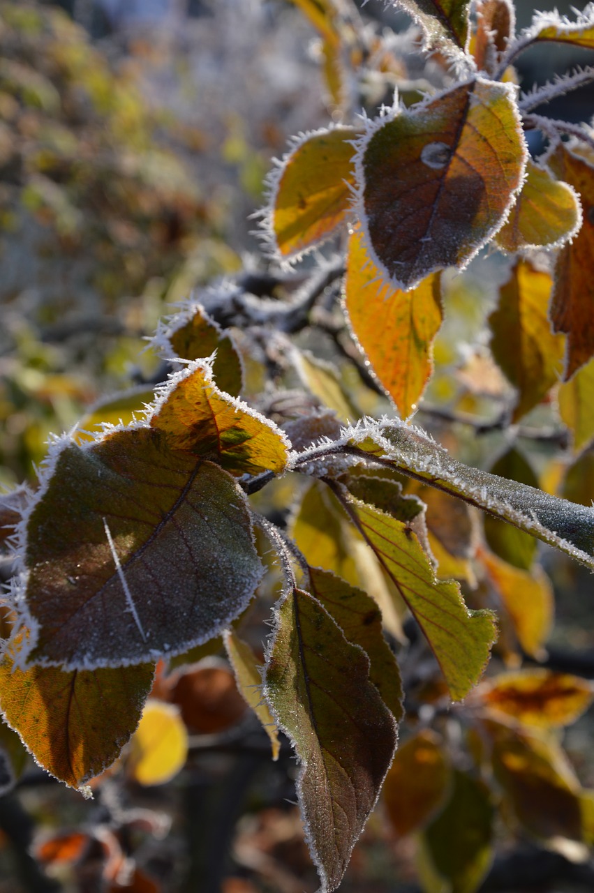 autumn leaves frost free photo