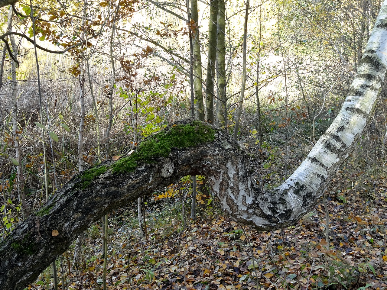 autumn birch moss free photo