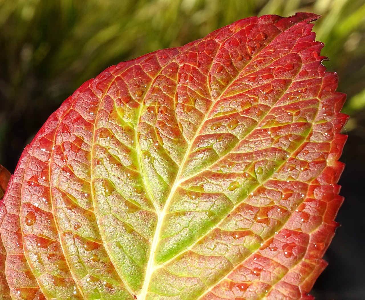 autumn plant leaves free photo