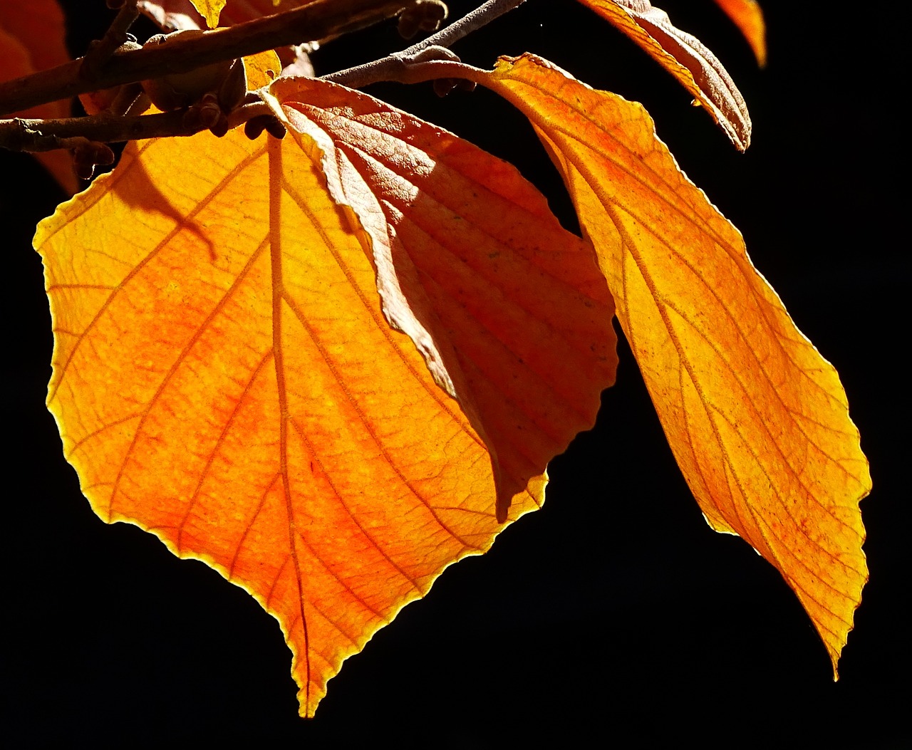 autumn discoloration leaves free photo