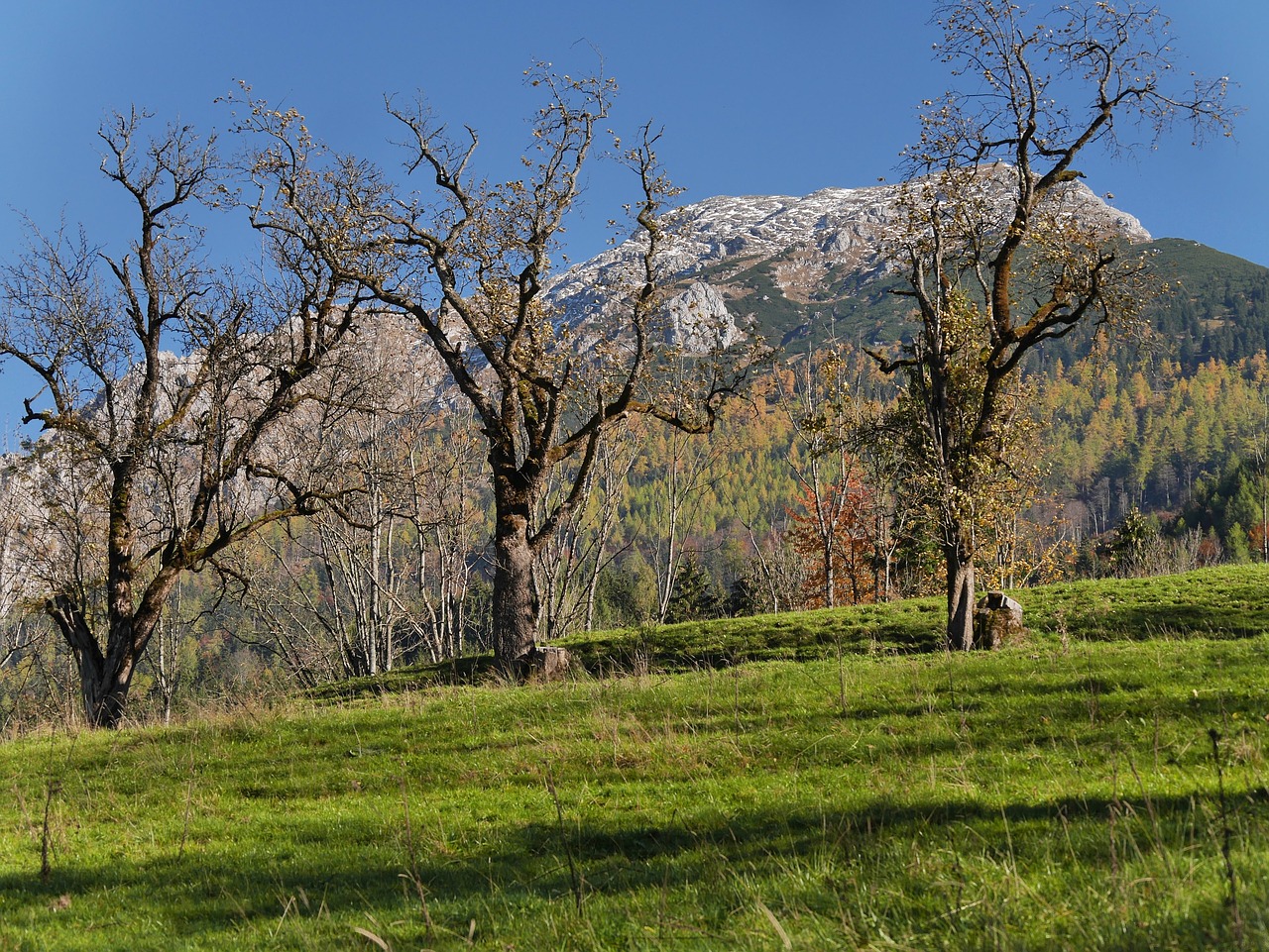 autumn nature tree free photo