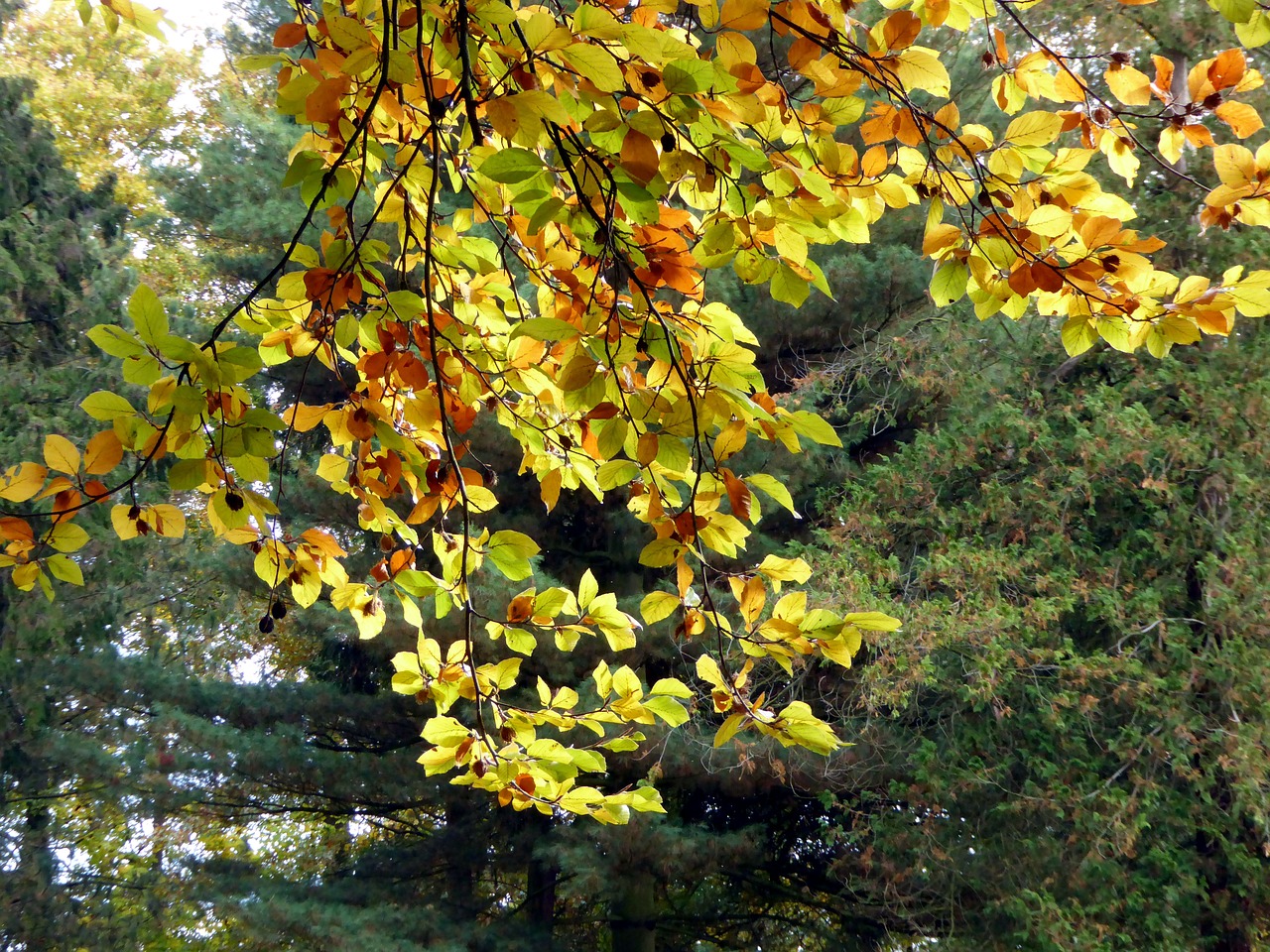 autumn leaves golden autumn free photo