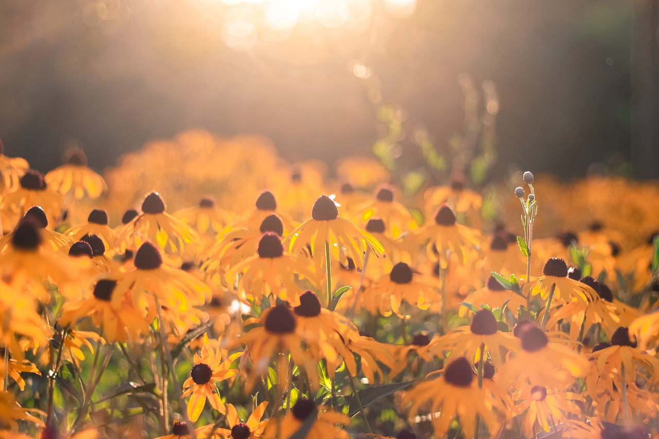 autumn flower silence free photo