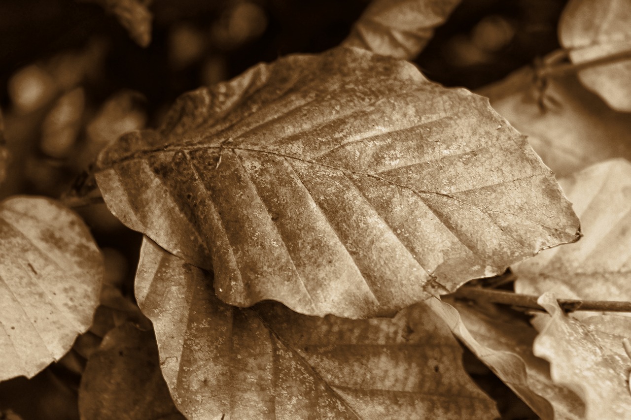 autumn leaves retro free photo