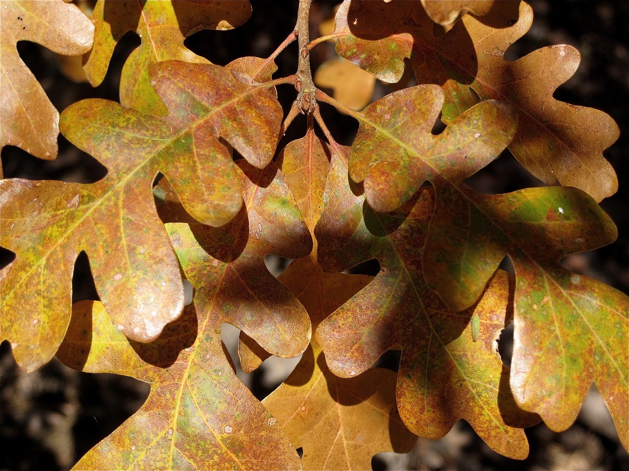 autumn leaves colorful free photo