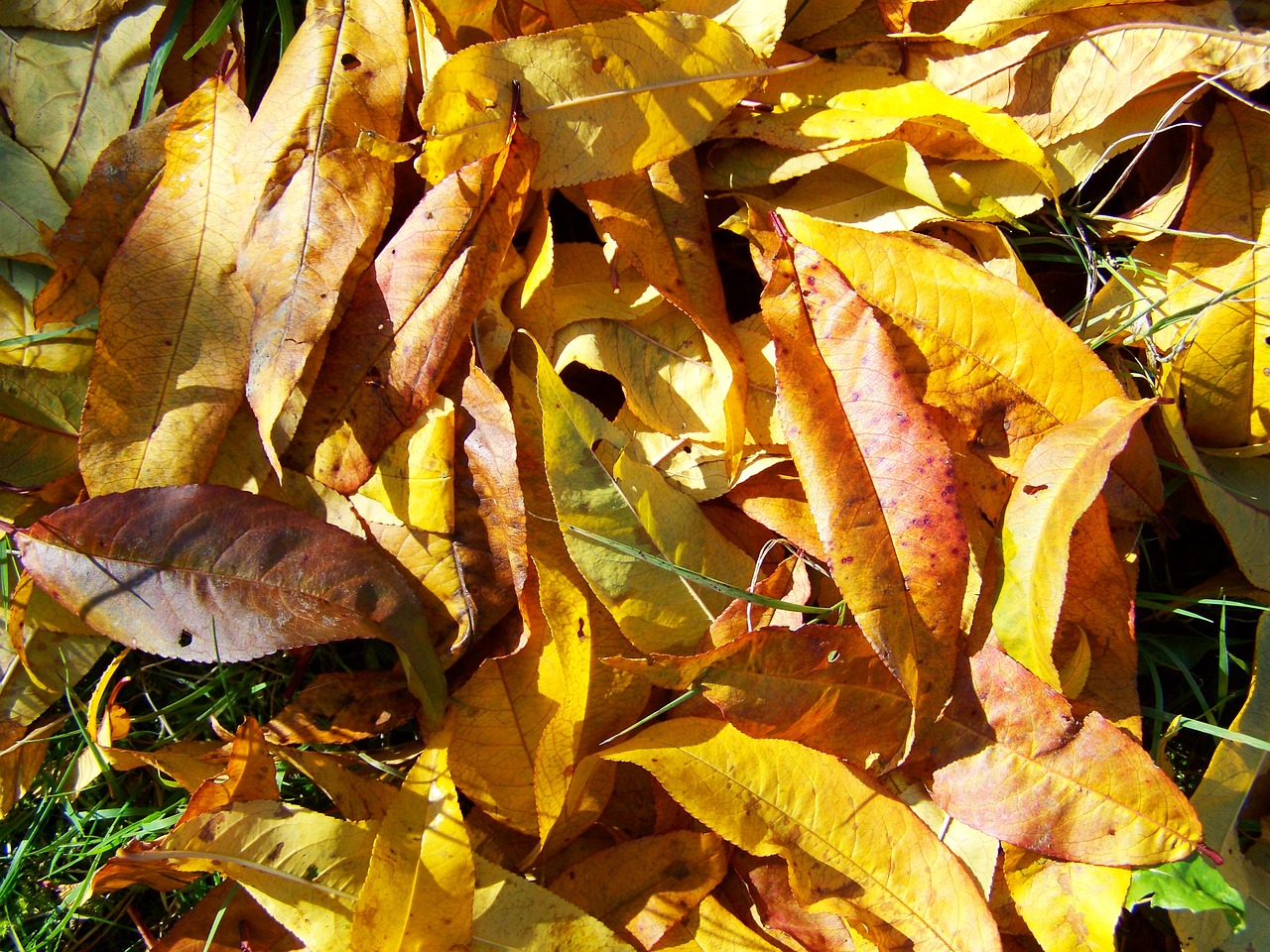 autumn fallen leaves avar free photo
