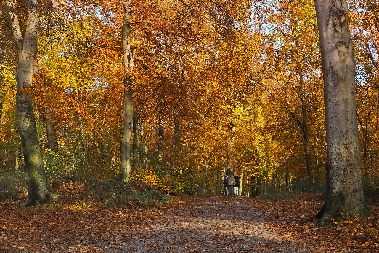 autumn nature trees free photo