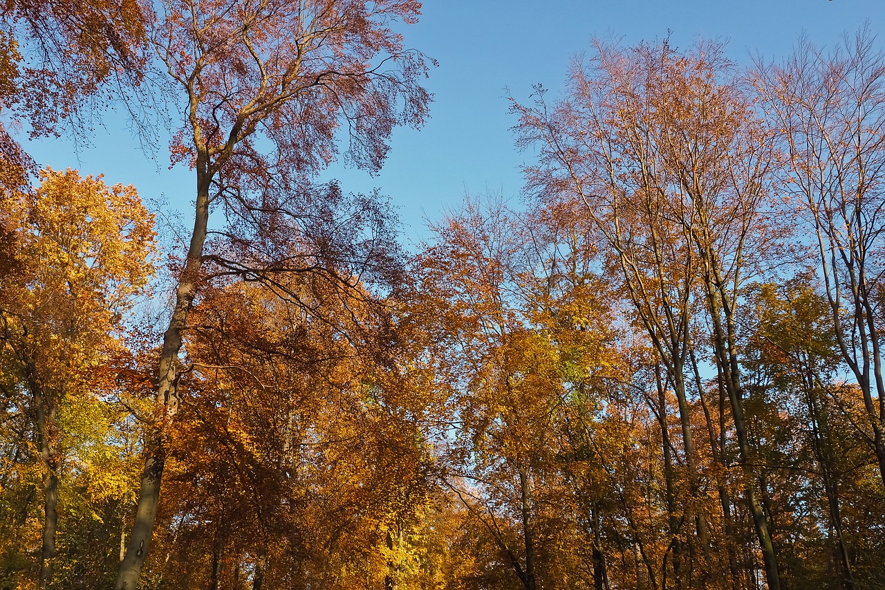 autumn nature trees free photo