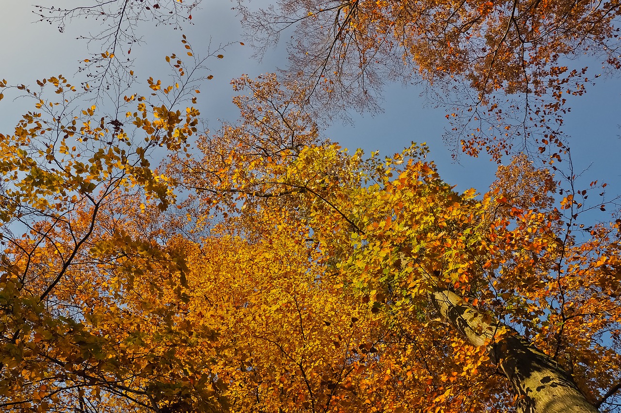 autumn nature trees free photo